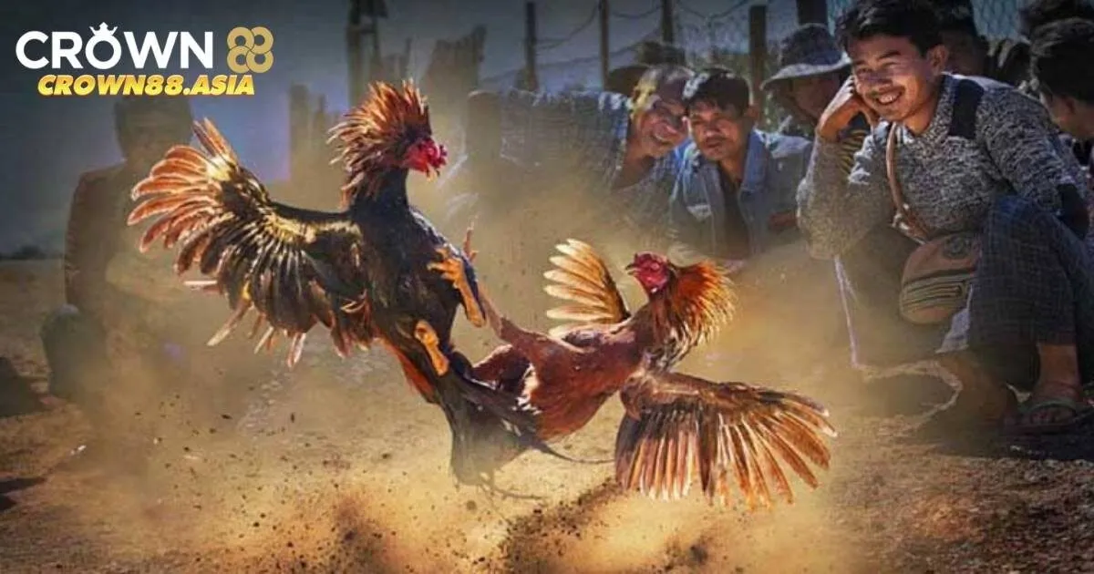 Đá gà trực tiếp